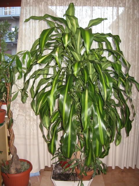 dracena2.jpg