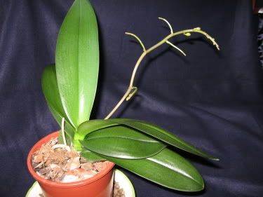 phalenopsis.jpg