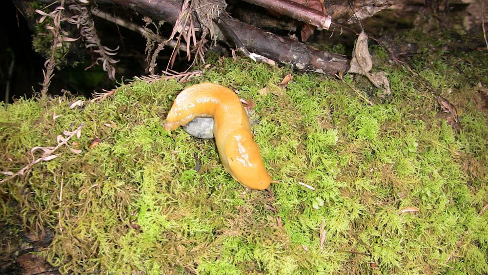 BananaSlug.jpg