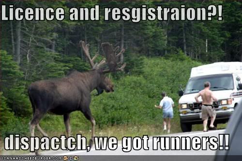 funny-pictures-moose-cop.jpg picture by Pommawolf