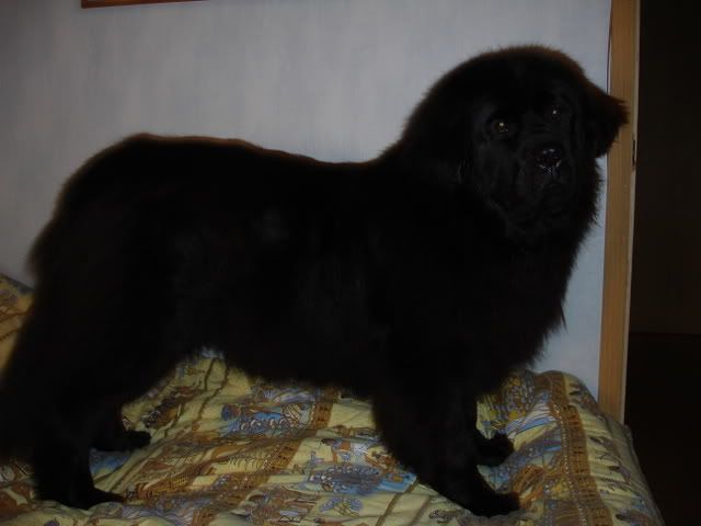 http://i117.photobucket.com/albums/o69/newfka/00004-2.jpg