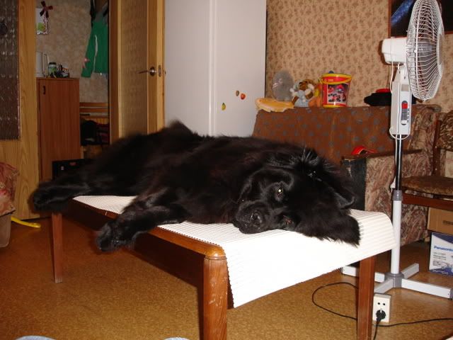 http://i117.photobucket.com/albums/o69/newfka/00012.jpg