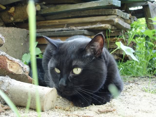 http://i117.photobucket.com/albums/o69/newfka/00073.jpg