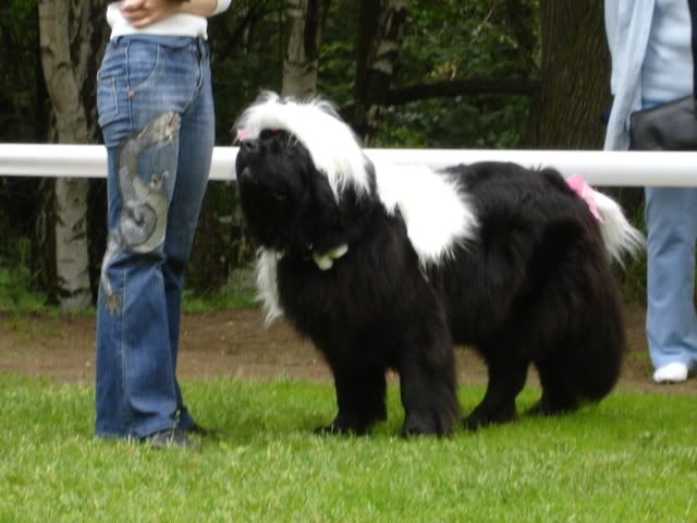 http://i117.photobucket.com/albums/o69/newfka/20080629050.jpg