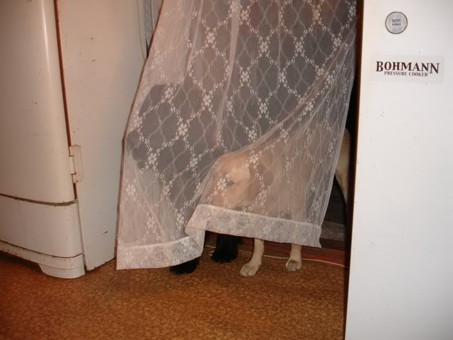 http://i117.photobucket.com/albums/o69/newfka/223.jpg