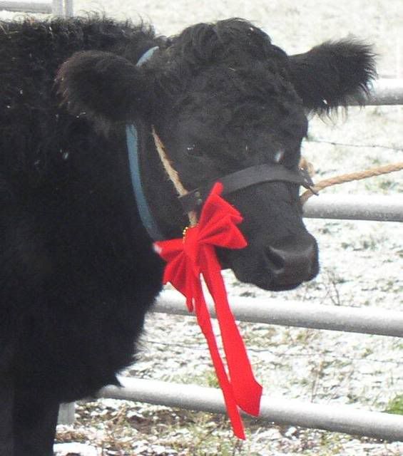 Merry Christmas - Cattle