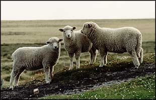 sheep5.jpg