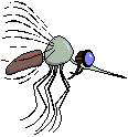 mosquito Pictures, Images and Photos