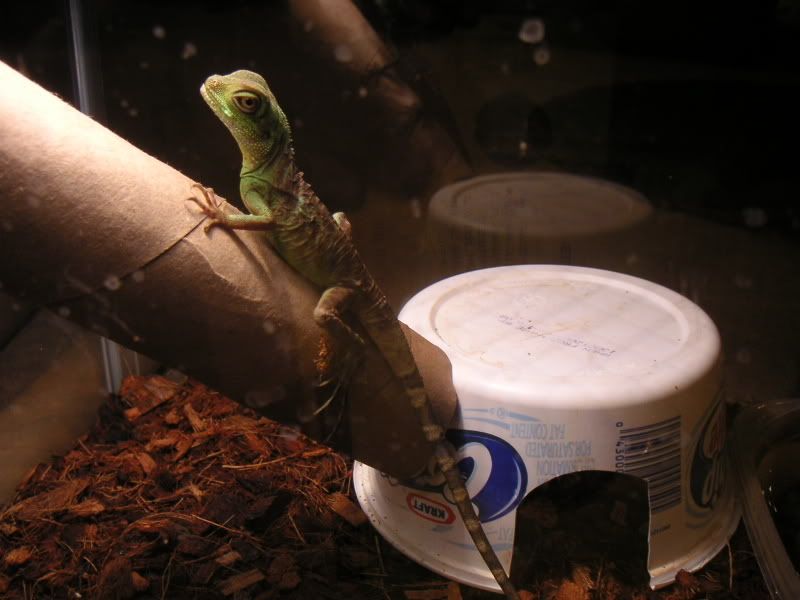 2008christmas101.jpg