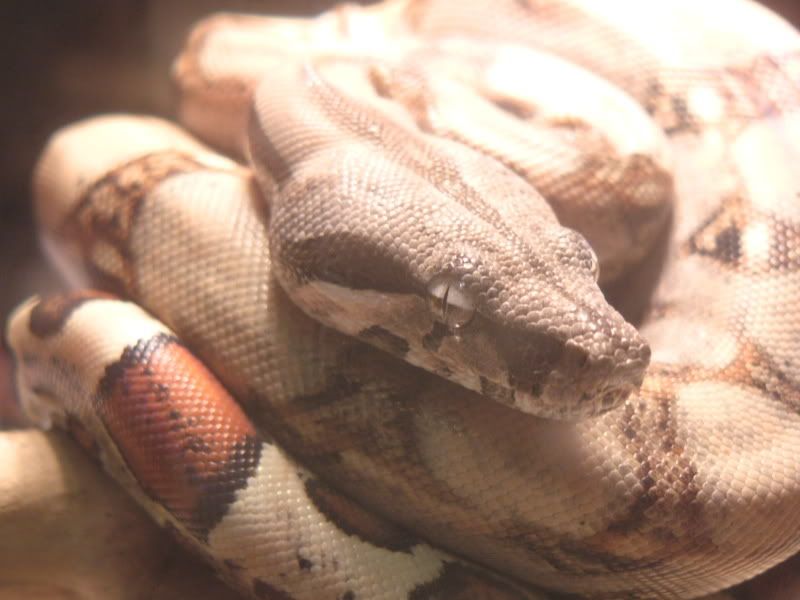 snakes008.jpg