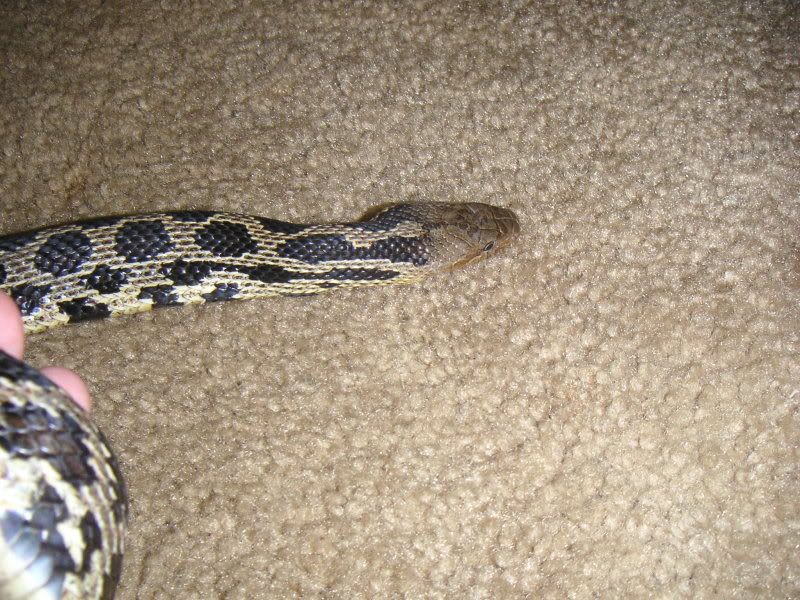 mysterysnake005.jpg