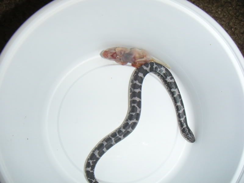 snakes014.jpg