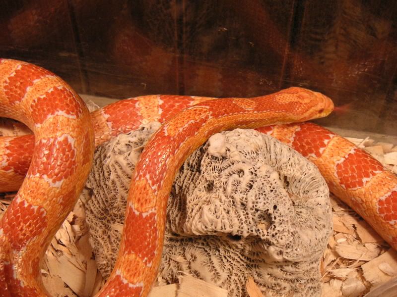 xerxes013.jpg