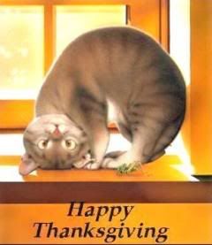 thanksgiving cat.jpg