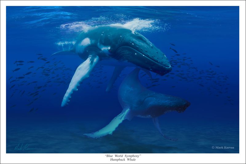 http://i117.photobucket.com/albums/o80/cbscharlotte012/HumpbackWhale16x24Print800_zpsa0075117.jpg