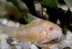 albino20catfish.jpg