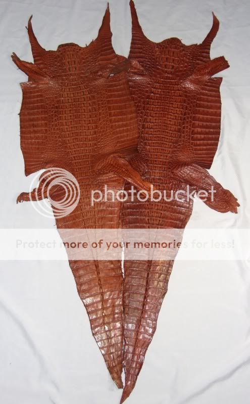    TAN AND CHOCOLATE GENUINE CAIMAN CROCODILE SKIN HIDE LEATHER  