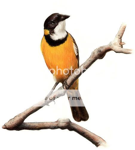 martin taylor pencil bird illustration