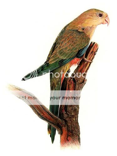 martin taylor pencil bird illustration